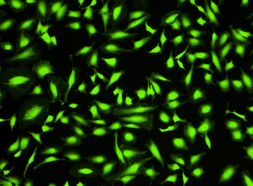 Cell Explorer 活细胞示踪试剂盒 绿色荧光     货号22621