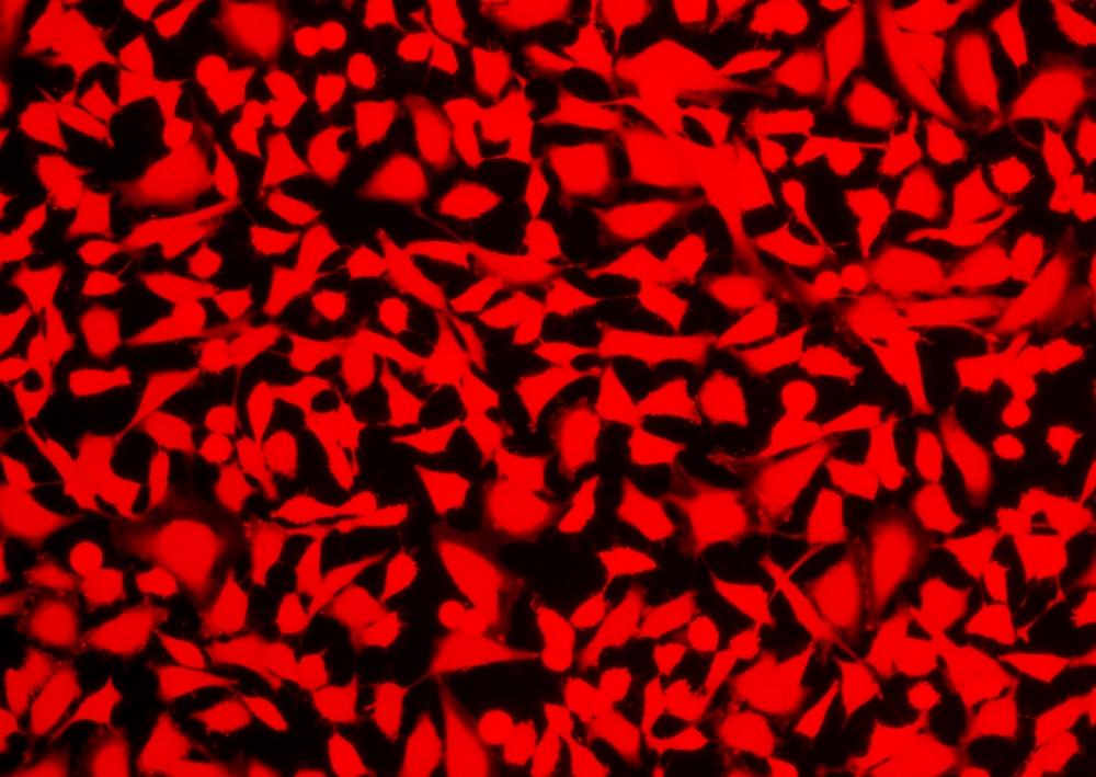 Cell Explorer 活细胞标记试剂盒 红色荧光     货号22609