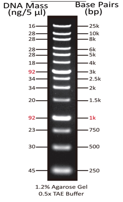 ReadiUse GeneRuler 1 kb DNA Ladder    货号60055