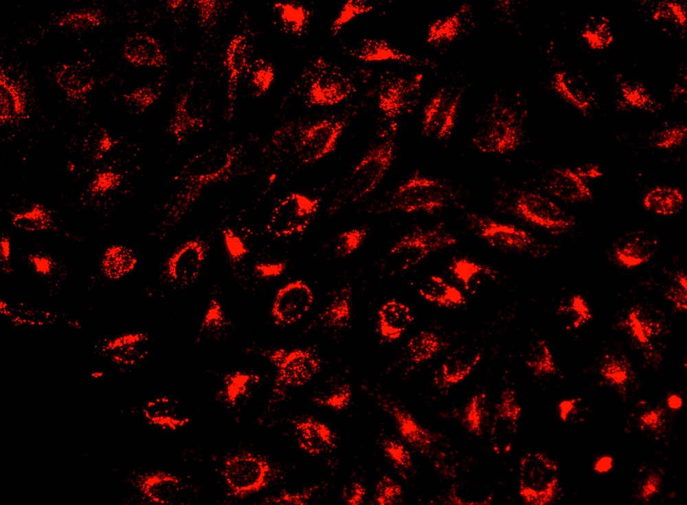 Cell Navigator 溶酶体标记试剂盒 近红外荧光    货号22652