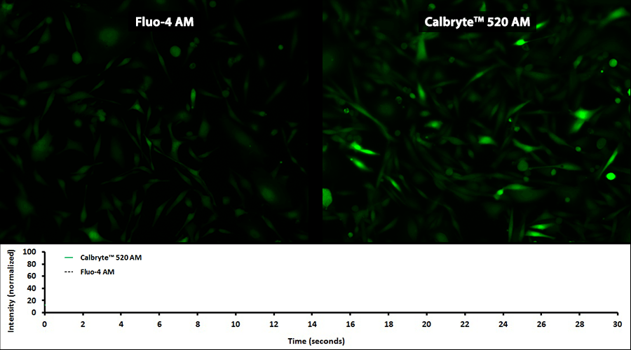 新型钙离子荧光探针Calbryte 590, AM *细胞渗透性*    货号20701