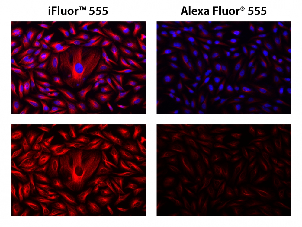iFluor 555羊抗鼠免疫球蛋白(H+L)*交叉亲和 降低干扰*    货号16776