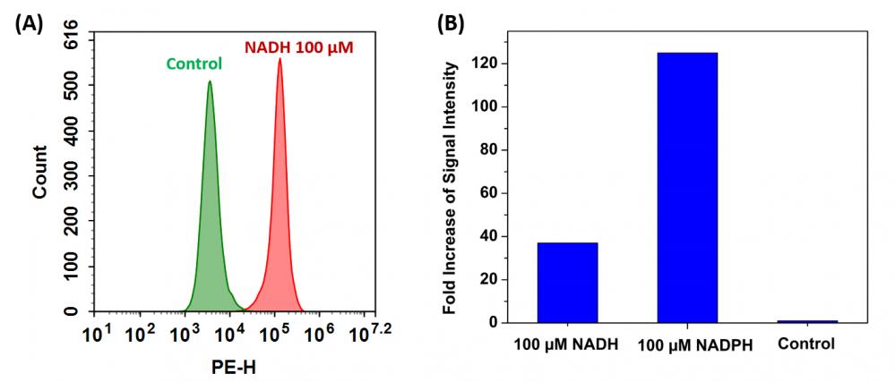 Cell Meter 胞内NADH / NADPH流式细胞分析试剂盒    货号15291
