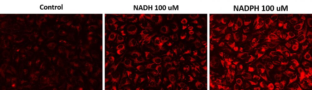 Cell Meter 胞内NADH / NADPH荧光成像分析试剂盒    货号15290