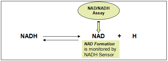 Amplite NAD+/NADH检测试剂盒（荧光法） 红色荧光    货号15257