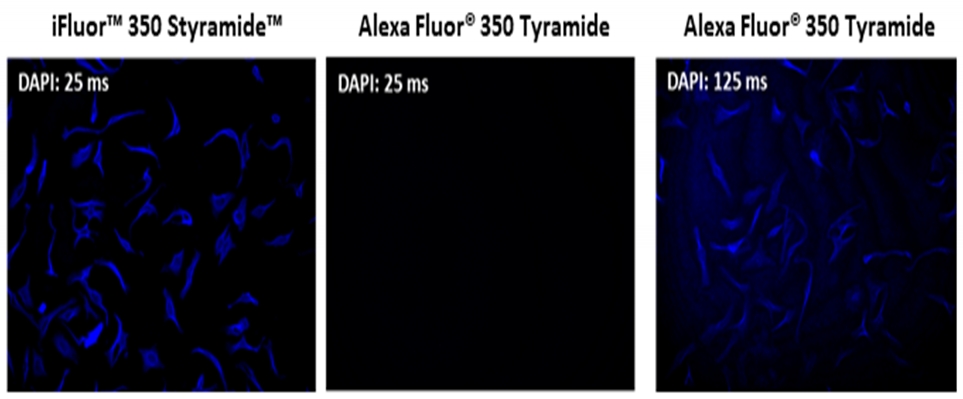 iFluor 680 Styramide * Alexa Fluor 680酪胺的优异替代品*    货号45050