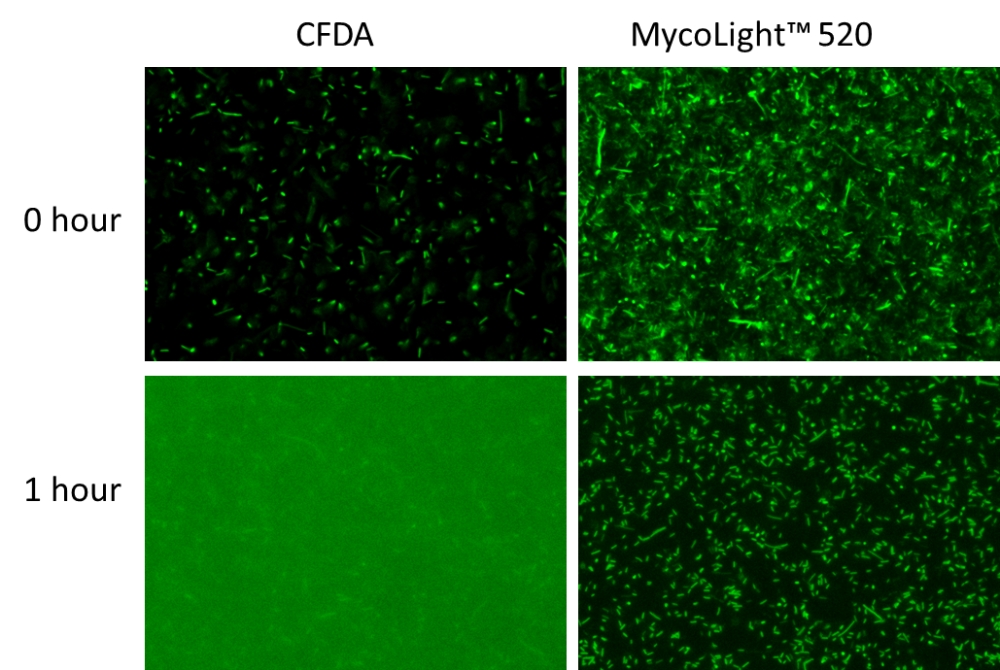 MycoLight 活细菌荧光成像试剂盒    货号22409