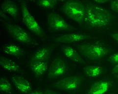Cell Navigator 溶酶体标记试剂盒 绿色荧光 405nm激发    货号22651