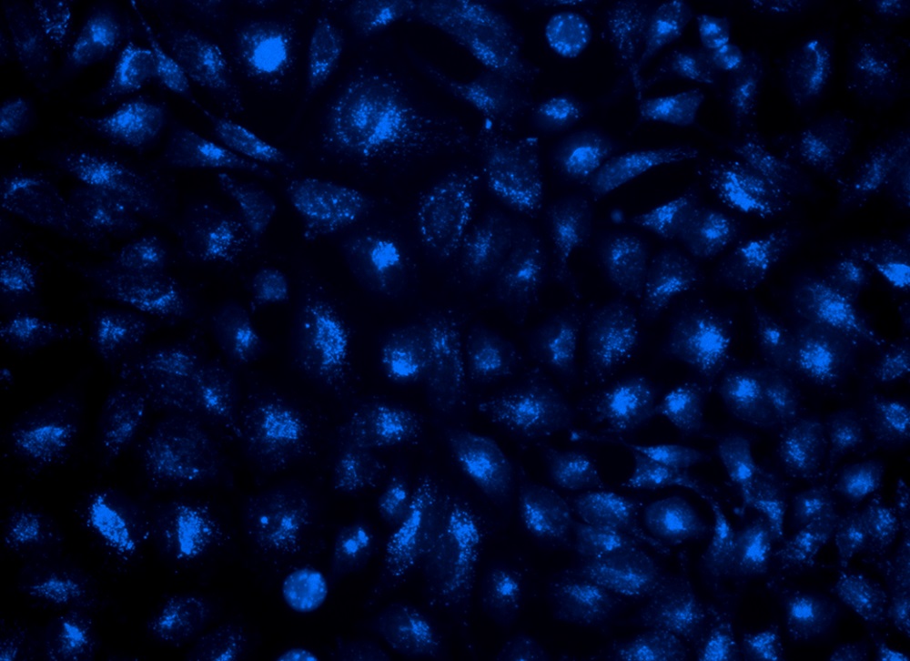 LysoBrite 溶酶体蓝色荧光探针    货号22642