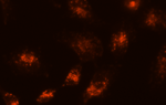 LysoBrite 溶酶体近红外荧光探针    货号22641