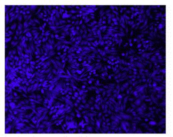 Cell Explorer 活细胞标记试剂盒 蓝色荧光    货号22614