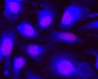 钙紫蓝素450 CytoCalcein 405nm激发     货号22012