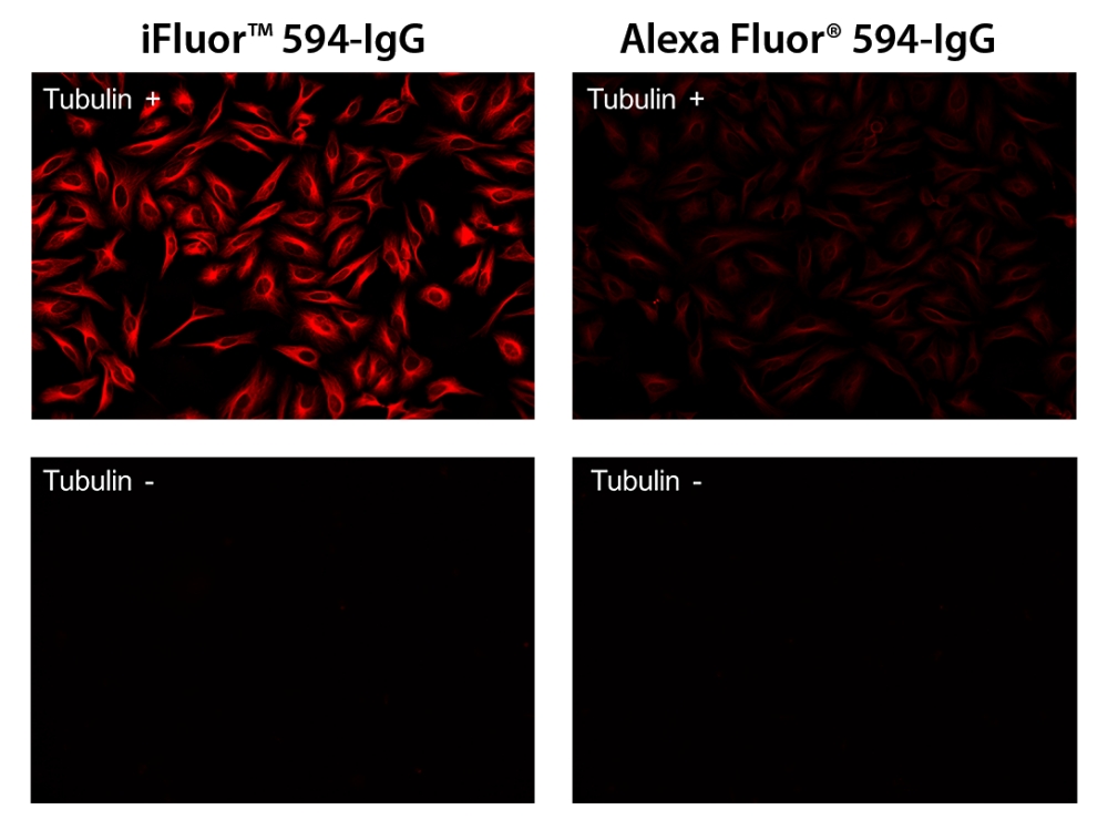 iFluor 488羊抗兔免疫球蛋白(H+L)    货号16608