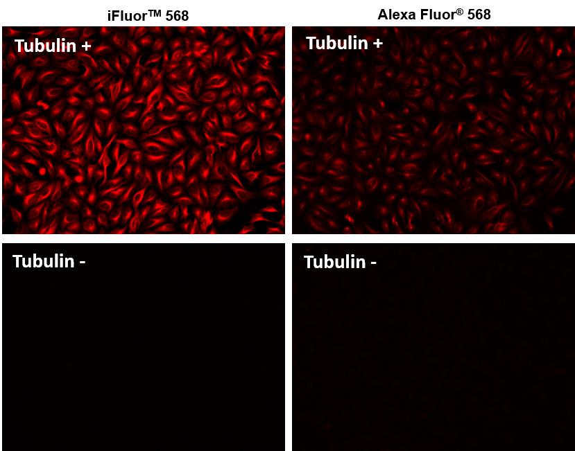 iFluor 568羊抗鼠免疫球蛋白(H+L)*交叉亲和 降低干扰*    货号16541
