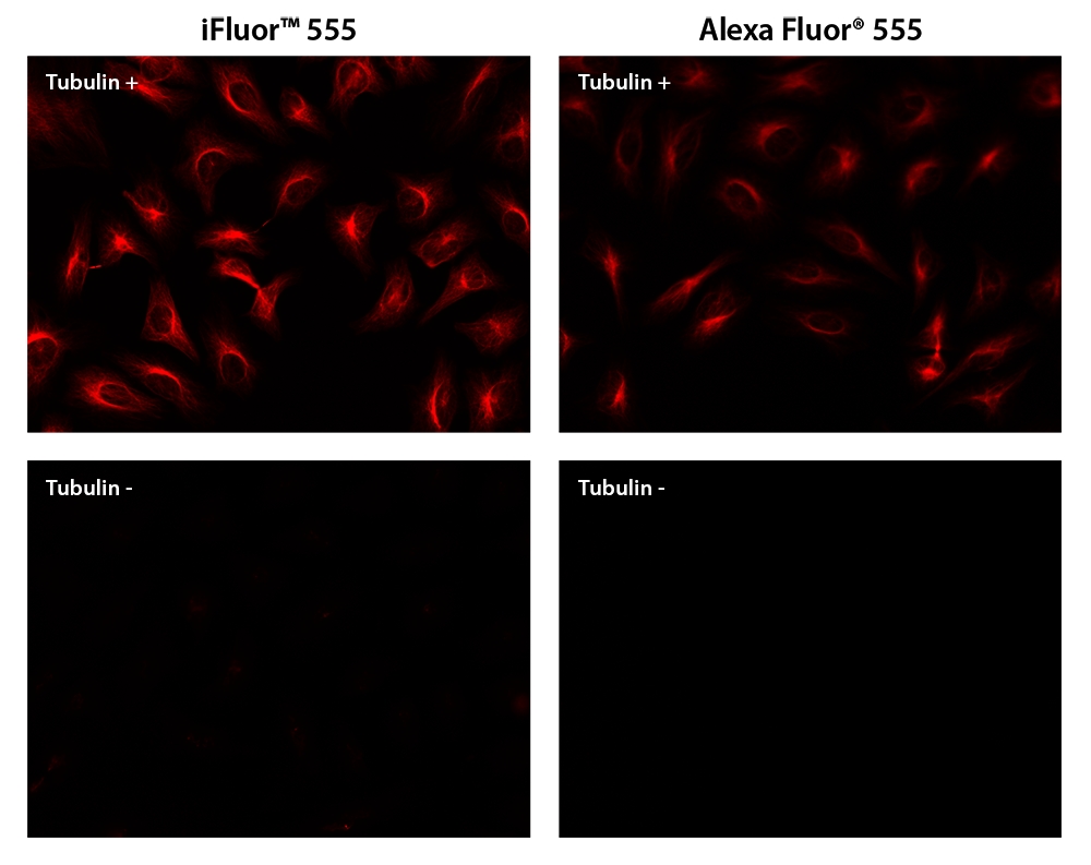 iFluor 555羊抗鼠免疫球蛋白(H+L)    货号16460