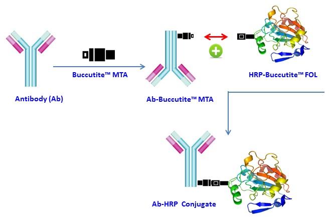 Buccutite 过氧化物酶（HRP）抗体偶联试剂盒 适合标记1mg蛋白     货号5504