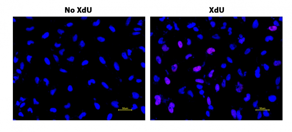 Bucculite XdU细胞增殖荧光成像试剂盒*深红色荧光*    货号22328