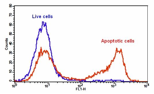 Cell Meter 磷脂酰丝氨酸细胞凋亡检测试剂盒 绿色荧光 适合于流式细胞检测     货号22831
