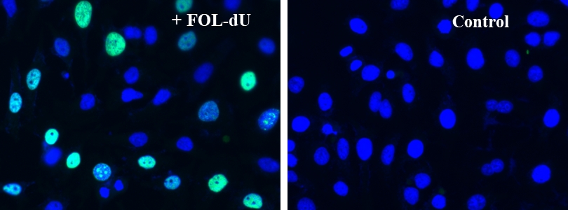 Bucculite FdU 细胞增殖荧光成像试剂盒*绿色荧光**无铜*    货号22305