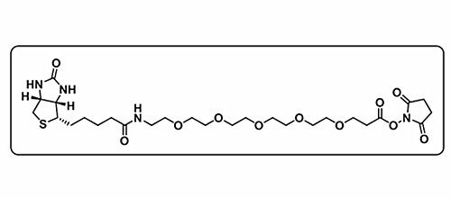 Biotin-PEG5-NHS ester