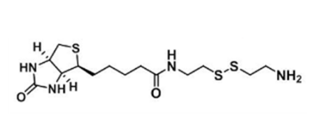 Biotinyl Cystamine;        生物素-半胱胺