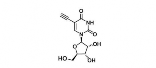 5-Ethynyl-uridine 5-乙炔基尿苷