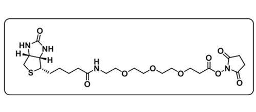 Biotin-PEG3-NHS ester；1253286-56-4