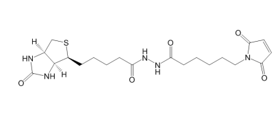 Biotin-Maleimide