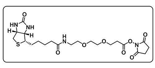 Biotin-PEG2-NHS ester；596820-83-6