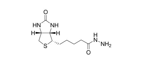 Biotin-HZ 生物素酰肼