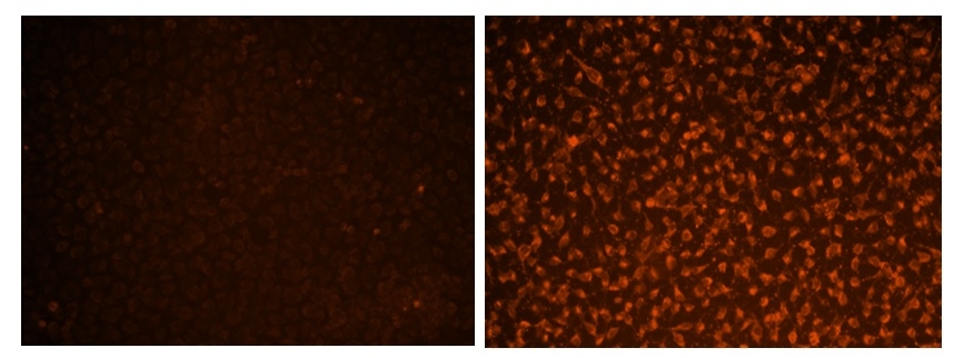 Cell Meter 免洗活细胞Caspase 3/7检测试剂盒 红色荧光 （停产）    货号20260