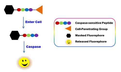 ApoBrite U470 caspase 3/7底物 细胞渗透 （停产）    货号20200