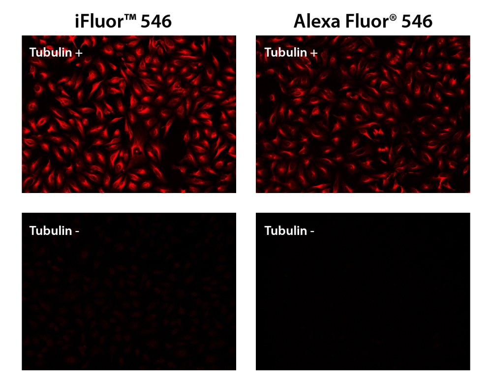 iFluor 546羊抗鼠免疫球蛋白(H+L)*交叉亲和 降低干扰*    货号16537