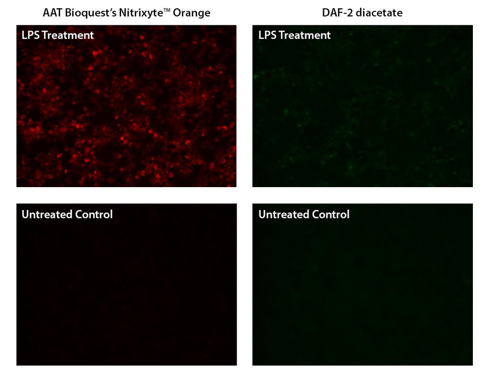 Cell Meter 细胞内一氧化氮（NO）活性检测试剂盒 适合于酶标仪橙色检测     货号16350