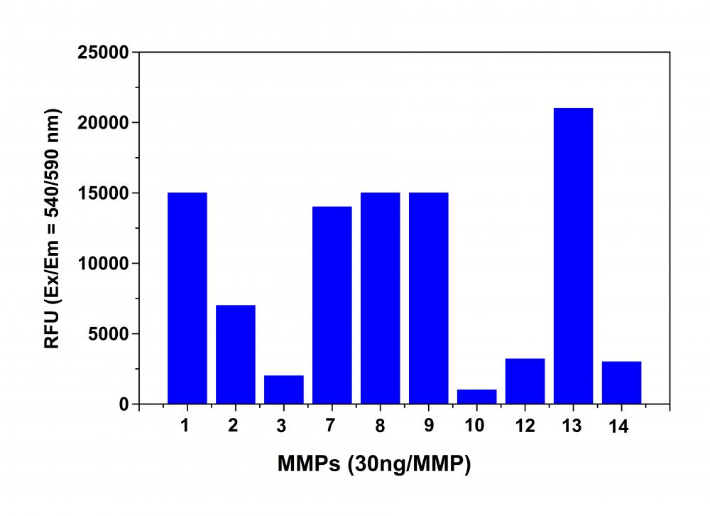 Amplite 荧光法通用型基质金属蛋白酶MMP活性检测试剂盒 红色荧光     货号13511