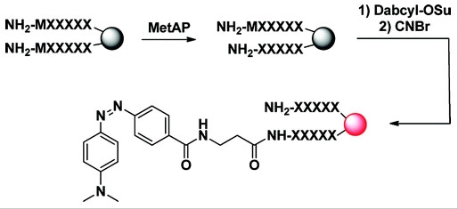 DABCYL SE 4-[4-(二甲基氨基)苯偶氮]苯甲酸 N-丁二酰亚胺酯 CAS 146998-31-4    货号2004