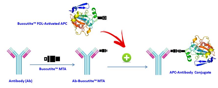Buccutite APC-Cy7抗体标记试剂盒 标记25ug抗体    货号1351