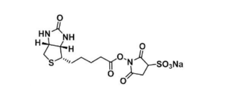 Biotin-Sulfo-NHS ester