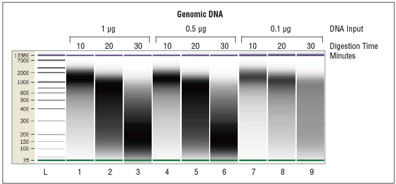 NEBNext DNA 双链片段化酶®              货   号                  #M0348L