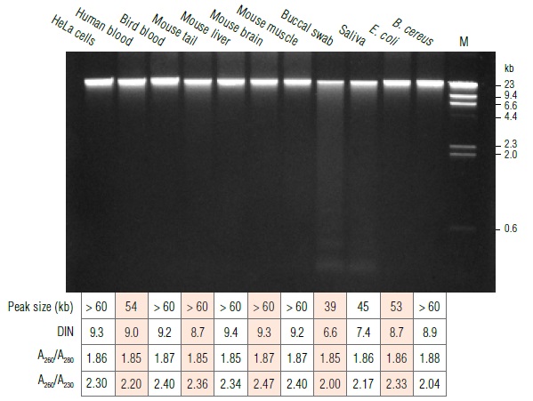 Monarch基因组 DNA 纯化柱            货   号                  #T3017L