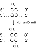 人 DNA（胞嘧啶-5）甲基转移酶（Dnmt1）                  货   号                  #M0230L
