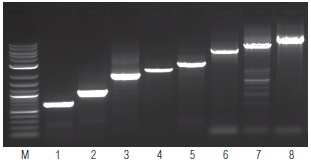 OneTaq® 一步法 RT-PCR 试剂盒 货 号 #E5315S