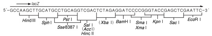 pSTV29 DNA