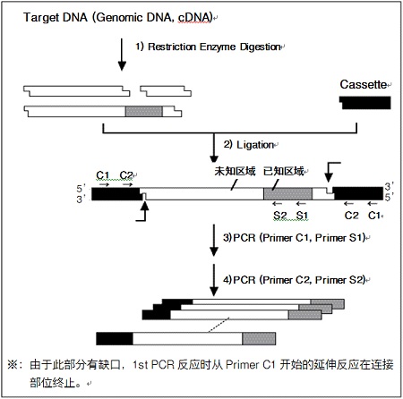 Takara                      RR015           TaKaRa LA PCR&trade; in vitro Cloning Kit            10 Rxns