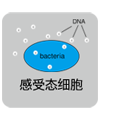Takara                      R050Q           PrimeSTAR&reg; GXL DNA Polymerase            50 μl反应 × 40 次