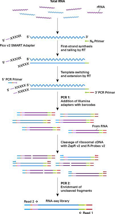 Clontech                      635005           SMARTer&reg; Stranded Total RNA-Seq Kit - Pico Input Mammalian            12 Rxns