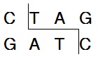 Takara                      1095A           Xsp I (Bfa I, Mae I)            500 U            ￥296 ￥222                          Takara                      1095B (A × 5)           Xsp I (Bfa I, Mae I)            500 U × 5