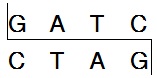 Takara                      1082A           Sau3A I (Mbo I)            200 U            ￥482 ￥362                          Takara                      1082B (A × 5)           Sau3A I (Mbo I)            200 U × 5