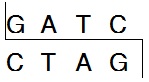 Takara                      1069A           Mbo I (Sau3A I)            1,000 U            ￥581 ￥436                          Takara                      1069B (A × 5)           Mbo I (Sau3A I)            1,000 U × 5