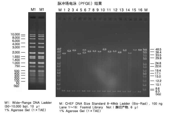 Takara                      5802A           PrimeGel&trade; Agarose GOLD 3-40K            100 g